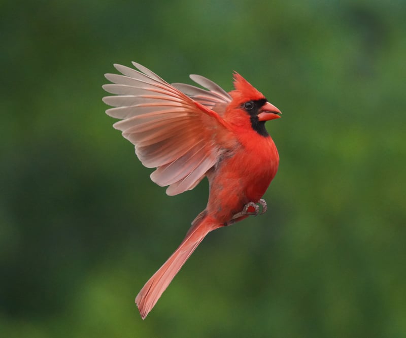 How to prevent bird aggression on windows