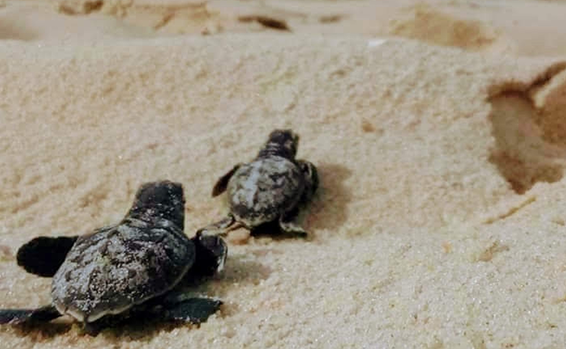 Sea turtles crawling on sand